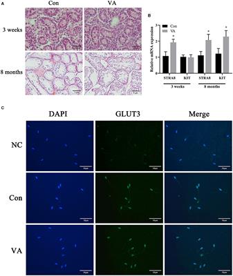 Neonatal vitamin A supplementation improves sheep fertility potential